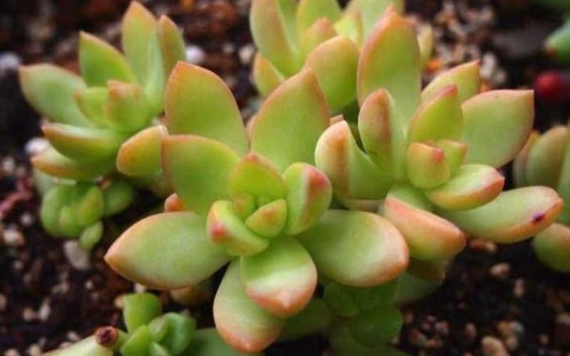 如何养多肉创业，多肉植物养殖赚钱么
