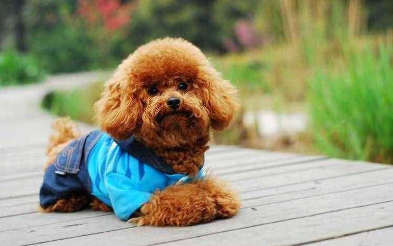 创业老板养什么狗合适呢，做生意适合养什么狗