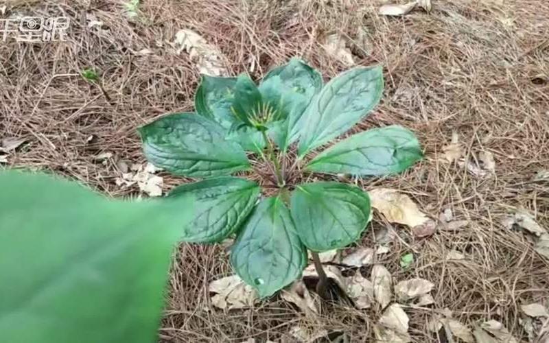 七叶一枝花创业前景怎么样，七叶一枝花的市场行情如何？