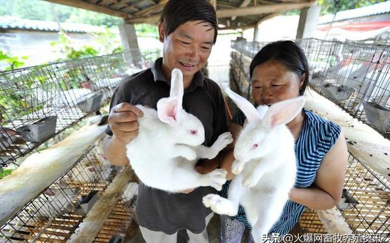 创业在家養兔怎么樣，在家养兔到底能不能赚钱