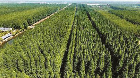 中国的“三北”防护林体系建设工程,为何被誉为中国的绿色万里长城?