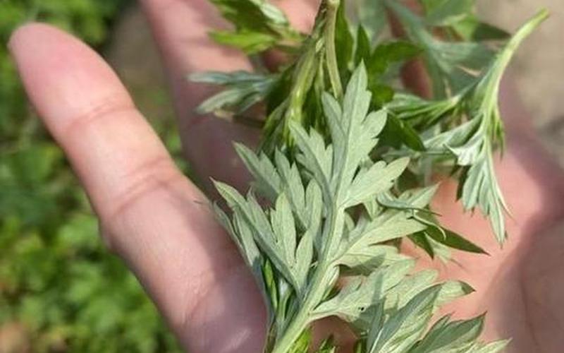 大庆创业城附近哪里采艾蒿，大庆采艾蒿的地方