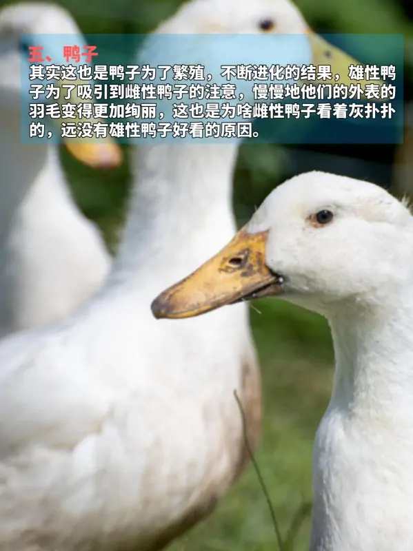 九种动物奇葩交配方式，看完不淡定了