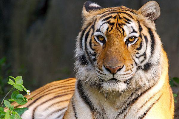 老虎舔人一下真的会掉皮吗?猫科动物舌头为什么这么“毒”?