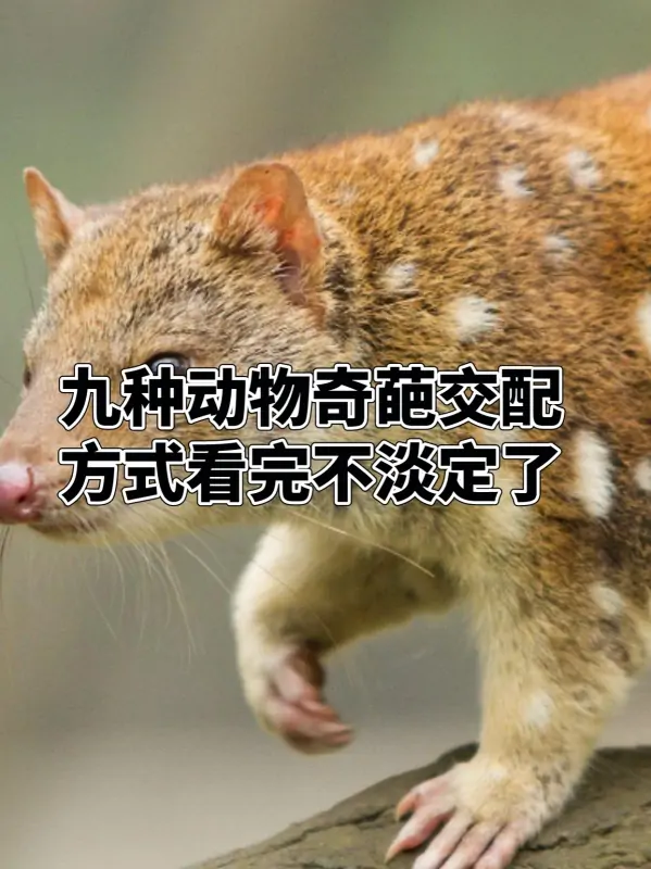 九种动物奇葩交配方式，看完不淡定了