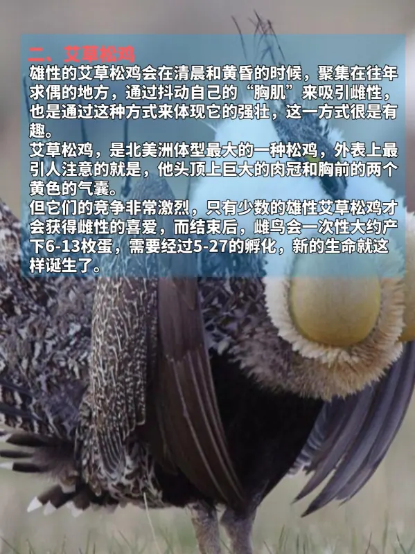 九种动物奇葩交配方式，看完不淡定了