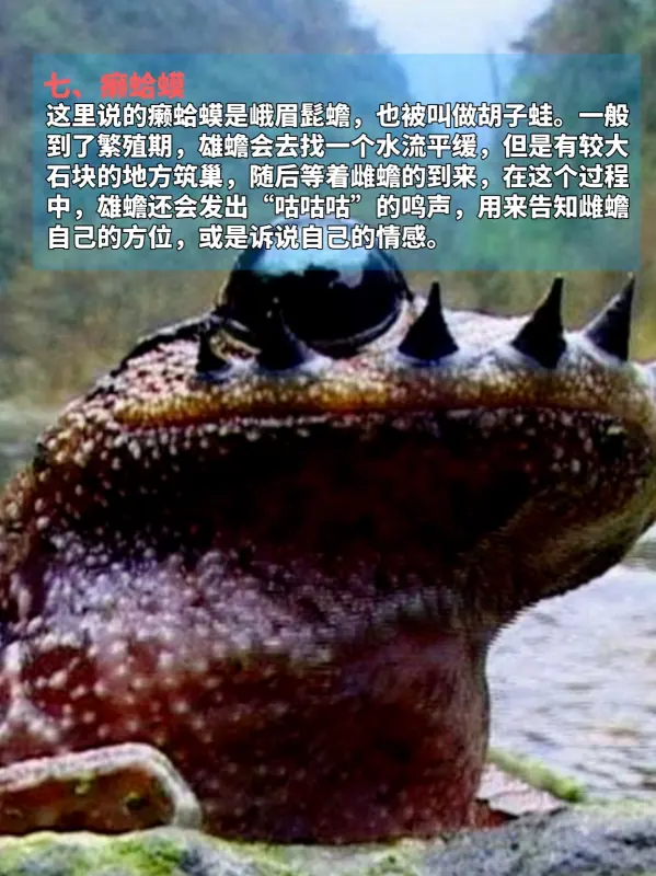 九种动物奇葩交配方式，看完不淡定了
