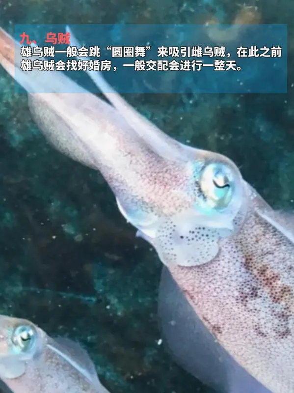 九种动物奇葩交配方式，看完不淡定了