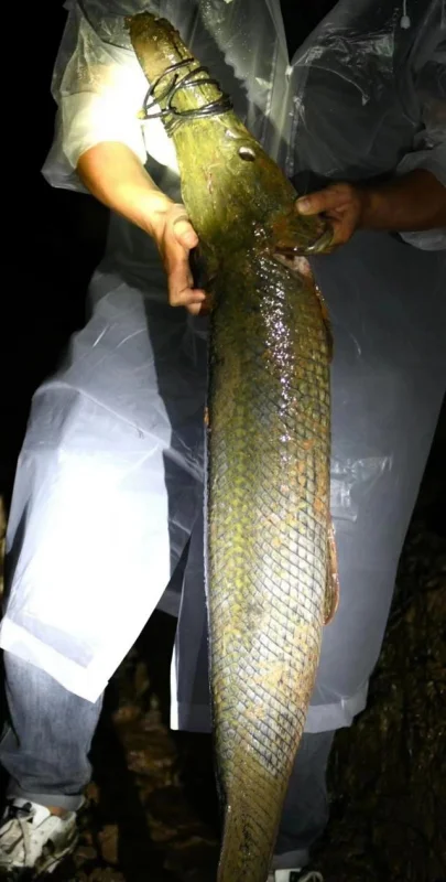 河南平顶山汝州的外来高危生物鳄雀鳝，只有一条！它自己能产卵吗？