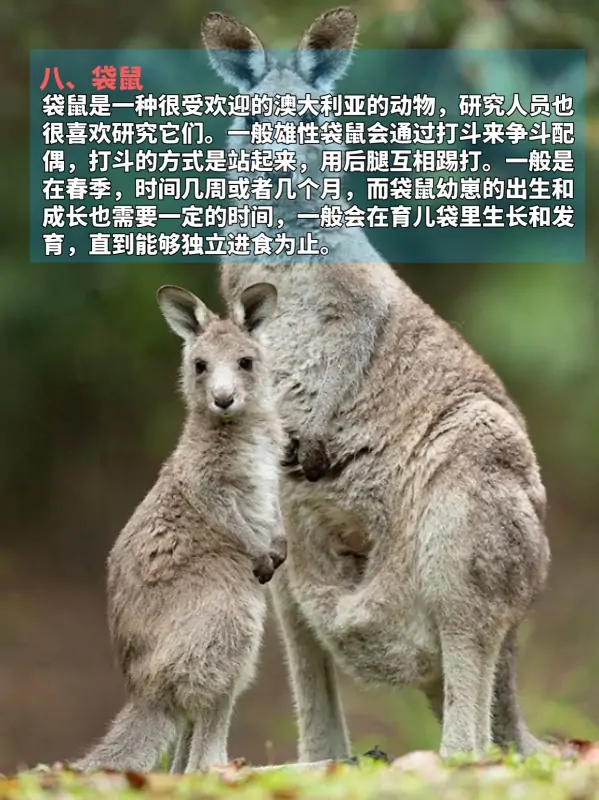 九种动物奇葩交配方式，看完不淡定了