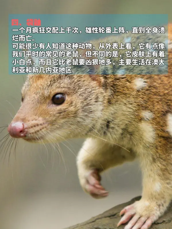 九种动物奇葩交配方式，看完不淡定了
