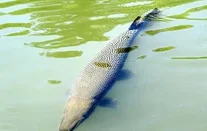 食人鲳、清道夫和鳄雀鳝哪个更厉害？冷冻24小时后还能复活吗？
