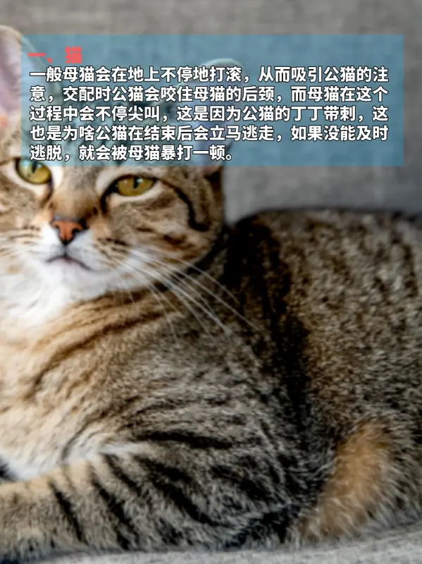 九种动物奇葩交配方式，看完不淡定了