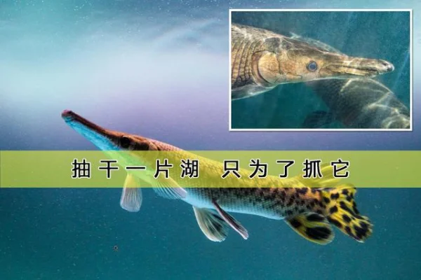 河南平顶山汝州的外来高危生物鳄雀鳝，只有一条！它自己能产卵吗？