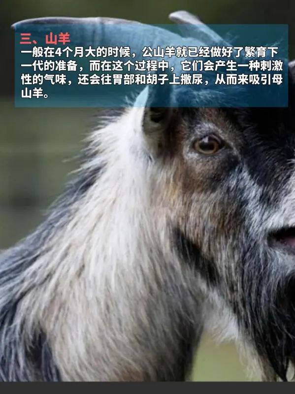 九种动物奇葩交配方式，看完不淡定了