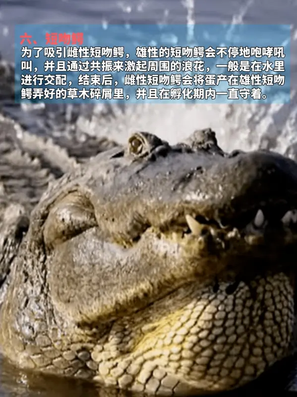九种动物奇葩交配方式，看完不淡定了
